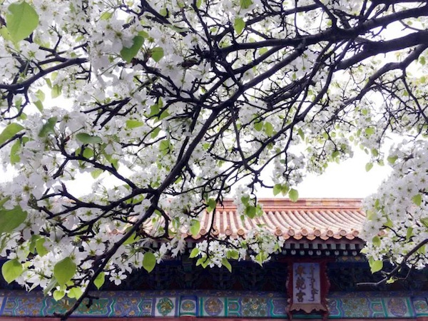 故宫闭馆七十余天后开直播:满园春色,一片寂寂